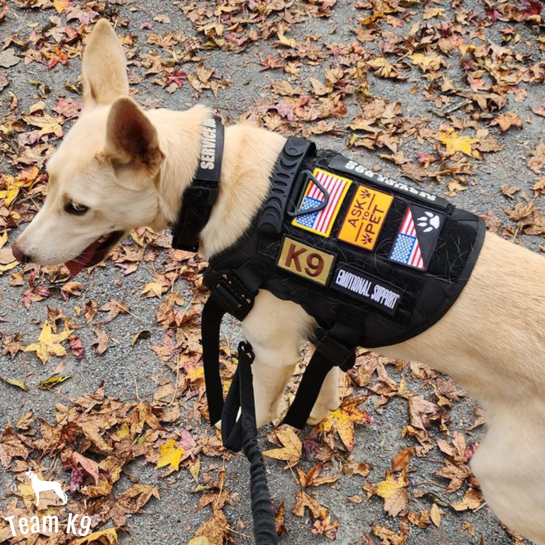 Tactical Dog Harness System All-In-One Training Bundle No-Pull Harness MOLLE Pouches Travel Water Bowl Holiday 2025