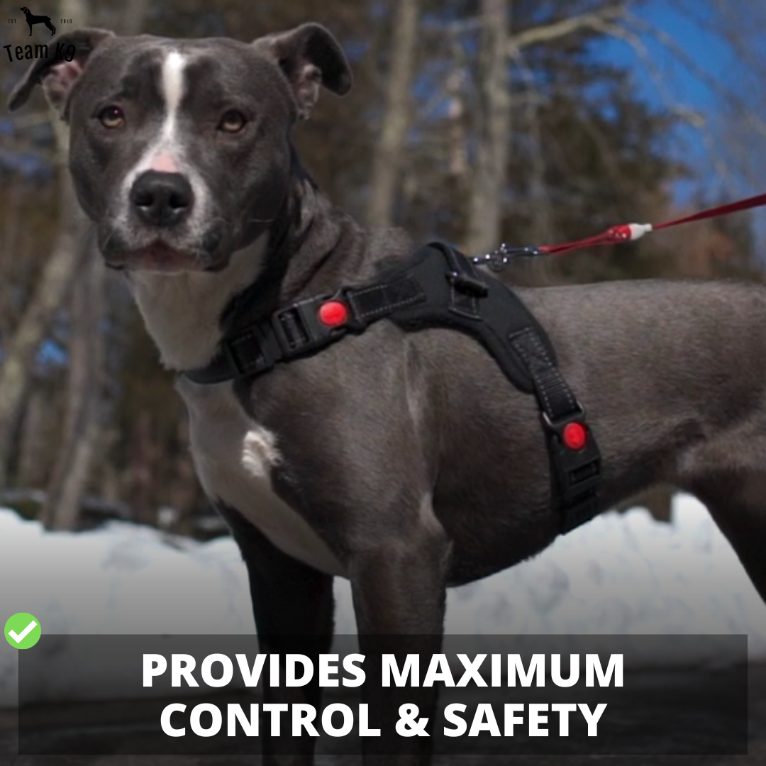 Dog Harness No-Choke Adjustable Safety Harness Fall 2025 Trend Breathable Padding For Gentle Control