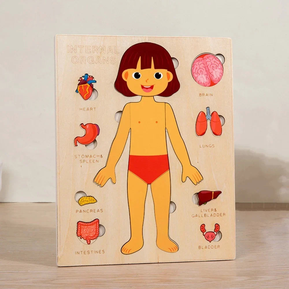 Montessori Human Anatomy Jigsaw Puzzle for Kids, 10 Pieces Educational Toy, Interactive Learning Tool, Non-Toxic Wood, 12 x 9 Inches