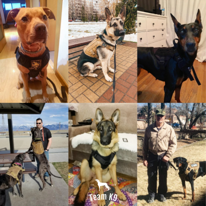 Tactical Dog Harness System All-In-One Training Bundle No-Pull Harness MOLLE Pouches Travel Water Bowl Holiday 2025
